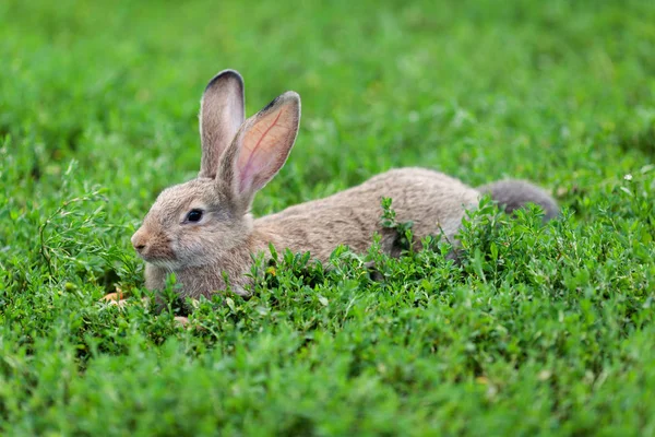 Porträt des kleinen Hasen auf grünem Gras Hintergrund — Stockfoto