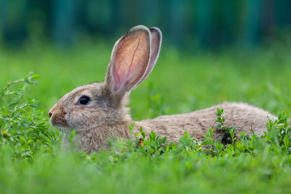 Portrait of little rabbit on green grass background