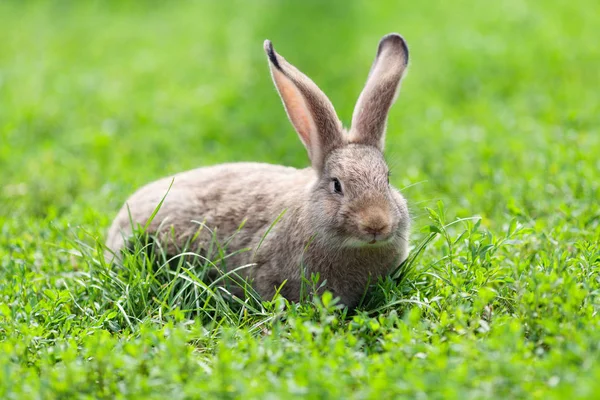 Portrait of little rabbit on green grass background — Stock Photo, Image