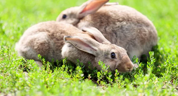 Portrait of little rabbit on green grass background — Stock Photo, Image