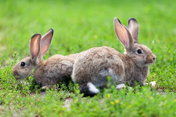Portret van kleine konijn op groen gras achtergrond — Stockfoto