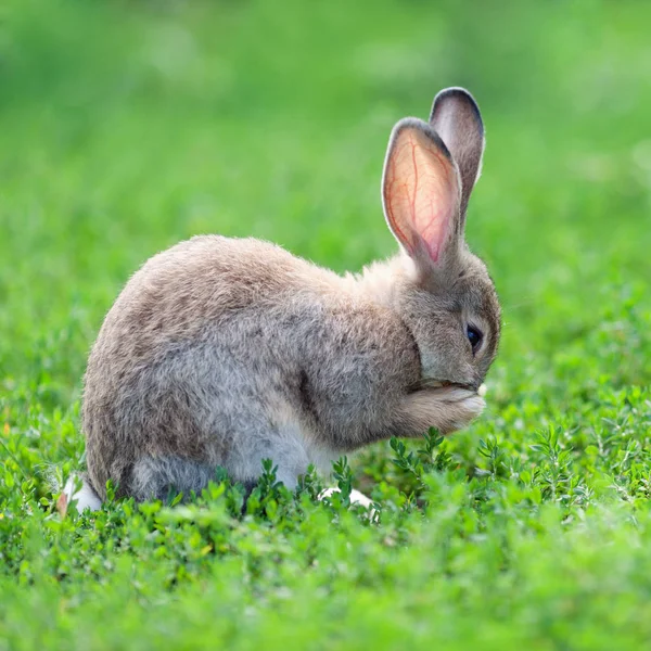 Porträt des kleinen Hasen auf grünem Gras Hintergrund — Stockfoto