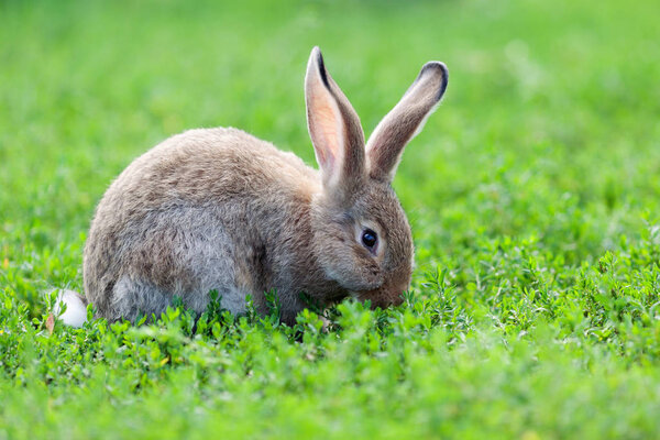 Portrait of little rabbit on green grass background