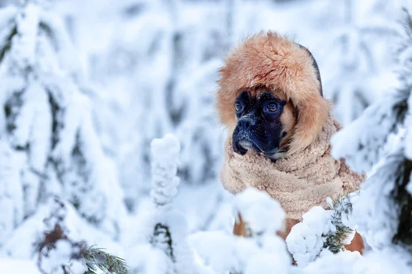 Portrait of dog in fur hat against background of trees. — Stock Photo, Image