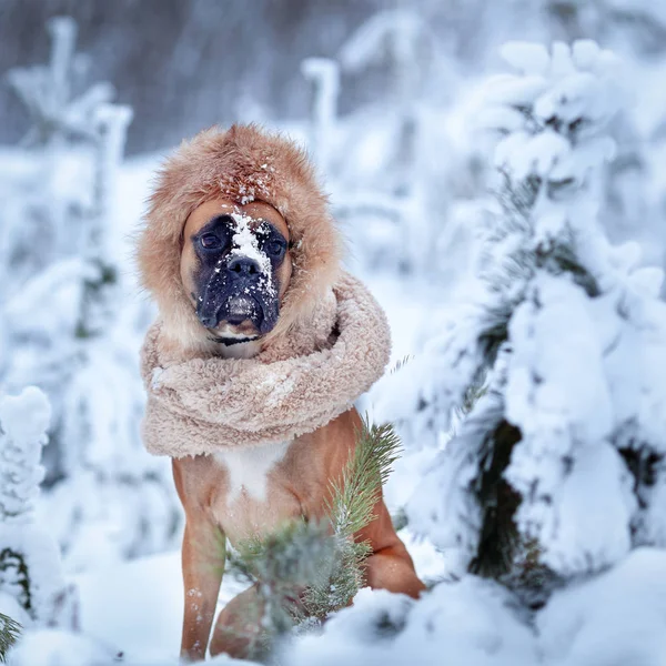 Портрет собаки в меховой шапке на фоне деревьев . — стоковое фото