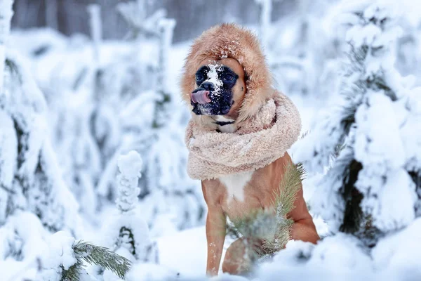 Portrait of dog in fur hat against background of trees. — Stock Photo, Image