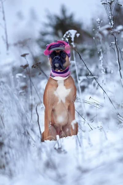 Portret van de hond in de hoed tegen de achtergrond van bomen. — Stockfoto