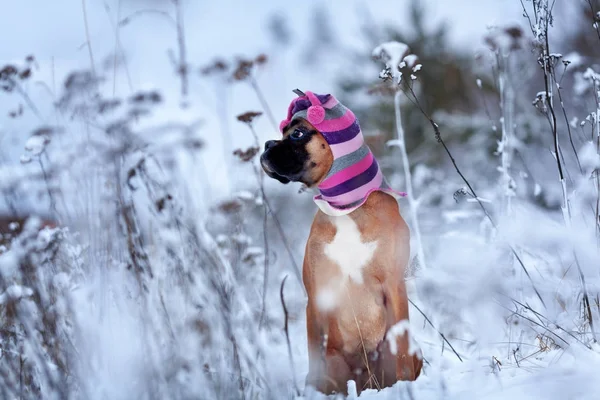 Portret van de hond in de hoed tegen de achtergrond van bomen. — Stockfoto