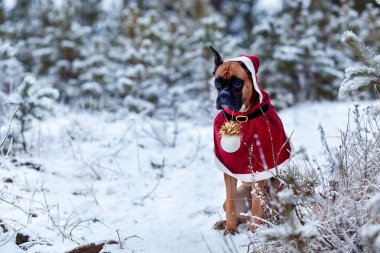 Köpek Noel Baba kostüm Noel ağaçları çerçevede portresi.