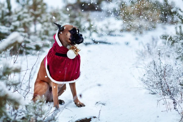 Portret van de hond in Santa kostuum tegen de achtergrond van kerstbomen. — Stockfoto