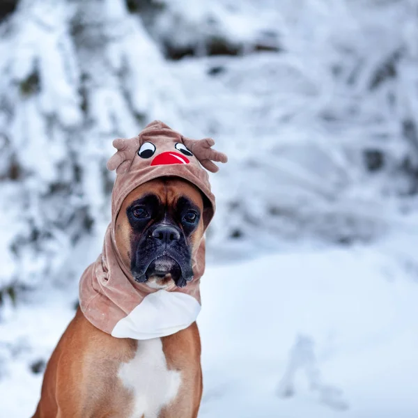 Портрет собаки в костюме оленя на фоне рождественских елок . — стоковое фото