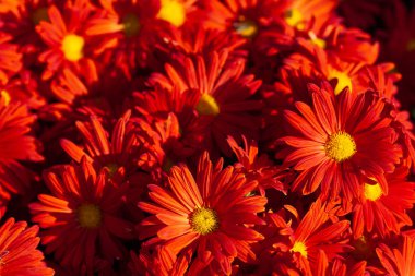 Arka plan resmi olarak güzel kasımpatı. Kasımpatı duvar kağıdı, sonbaharda kasımpatı..