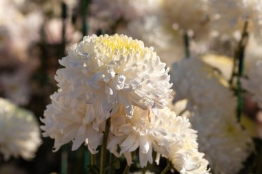 Arka plan resmi olarak güzel kasımpatı. Kasımpatı duvar kağıdı, sonbaharda kasımpatı..