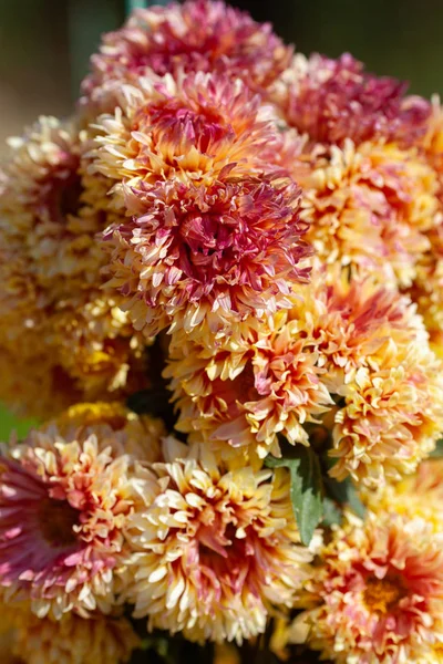 Hermoso crisantemo como imagen de fondo. Papel pintado de crisantemo, crisantemos en otoño. — Foto de Stock