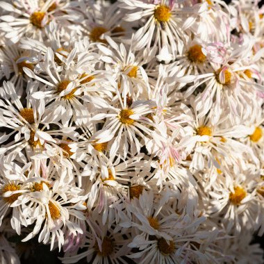 Arka plan resmi olarak güzel kasımpatı. Kasımpatı duvar kağıdı, sonbaharda kasımpatı..