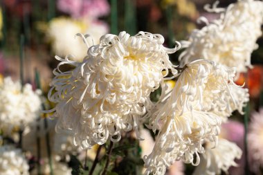 Arka plan resmi olarak güzel kasımpatı. Kasımpatı duvar kağıdı, sonbaharda kasımpatı..