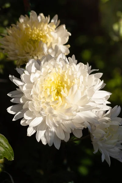 Beautiful chrysanthemum as background picture. Chrysanthemum wallpaper, chrysanthemums in autumn. — Stock Photo, Image