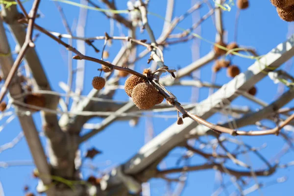 fruits of american sycamore plane tree (also planetree, occidental plane and buttonwood). Branch of platanus orientalis with round sycamore fruit against the blue sky.