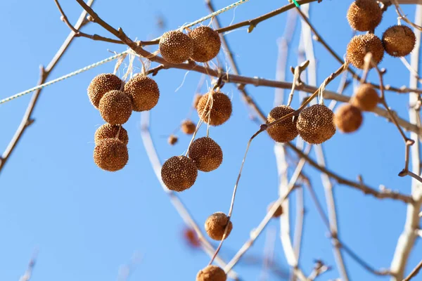 fruits of american sycamore plane tree (also planetree, occidental plane and buttonwood). Branch of platanus orientalis with round sycamore fruit against the blue sky.