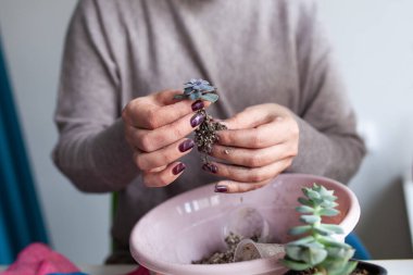 Kadın, bir yaratıcılık stüdyosundaki derste cam bir floraryuma sulu bitkiler yerleştiriyor.