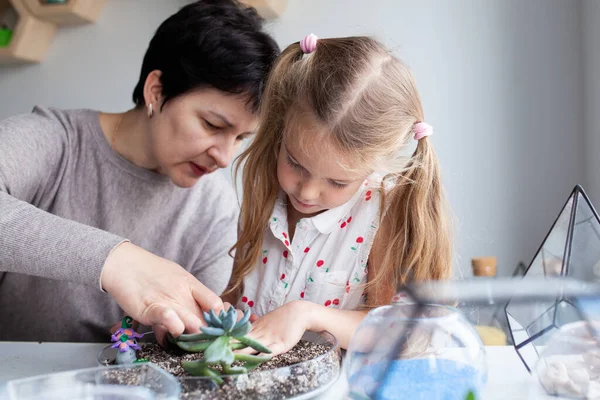 Vrouw Leert Het Planten Van Vetplanten Een Glazen Florarium Een — Stockfoto