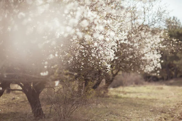 Drzewa Migdałowe Wiosną Piękne Drzewa Kwitną Ogrodzie — Zdjęcie stockowe
