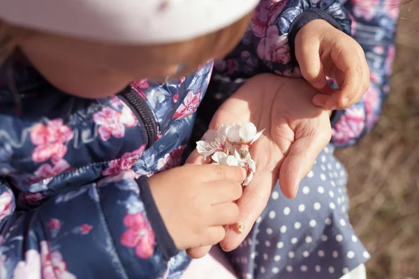 Niño Pequeño Toca Flor Almendra Con Los Dedos Palma Madre —  Fotos de Stock