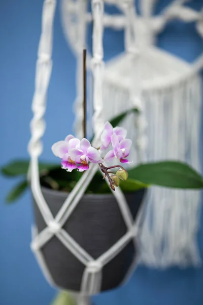 Tricoté Partir Cache Pot Avec Une Orchidée Macramé — Photo