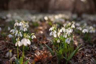 Bahar ormanlarında beyaz kar damlaları, dünyanın arka planındaki ilk çiçekler.