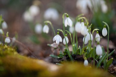 Bahar ormanlarında beyaz kar damlaları, dünyanın arka planındaki ilk çiçekler.