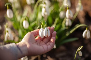 Bahar ormanlarında beyaz kar damlaları, yeryüzünün arka planındaki ilk çiçekler, bir avuç avucundaki kartanesi.