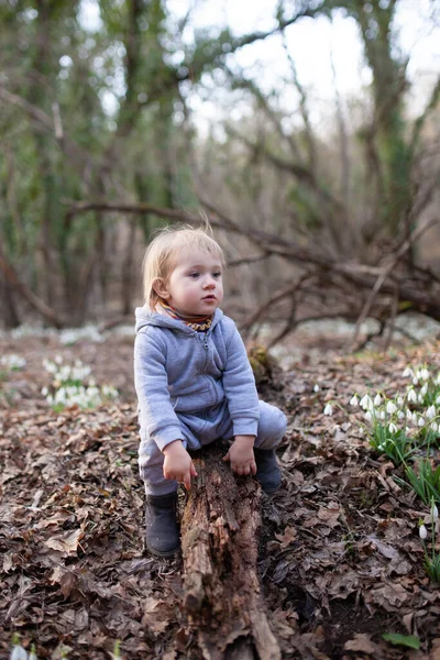 Маленька Гарненька Дівчинка Чистці Пролісок Дитина Ходить Весняному Лісі Тоддлер — стокове фото