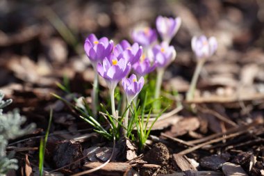 Doğal Ayarda Mor Kırmız Çiçek