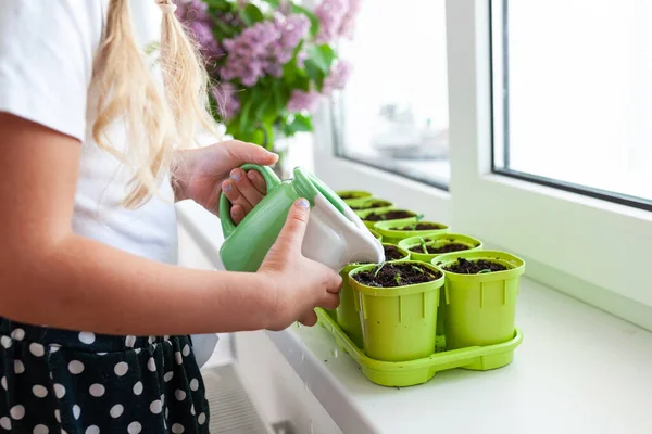 Little Girl White Shirt Plants Pea Seeds Green Pots Child — Stock Photo, Image