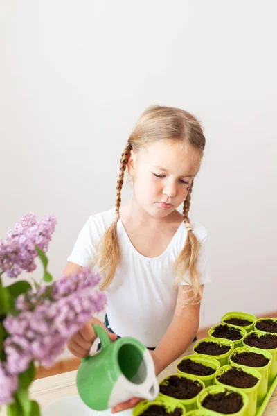 Маленькая Девочка Белой Футболке Сажает Семена Гороха Зеленые Горшки Ребенок — стоковое фото