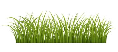 Taze yeşil çimenler