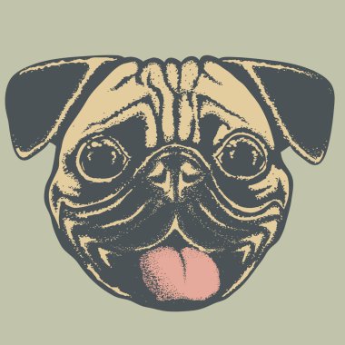 Pug köpek baş 