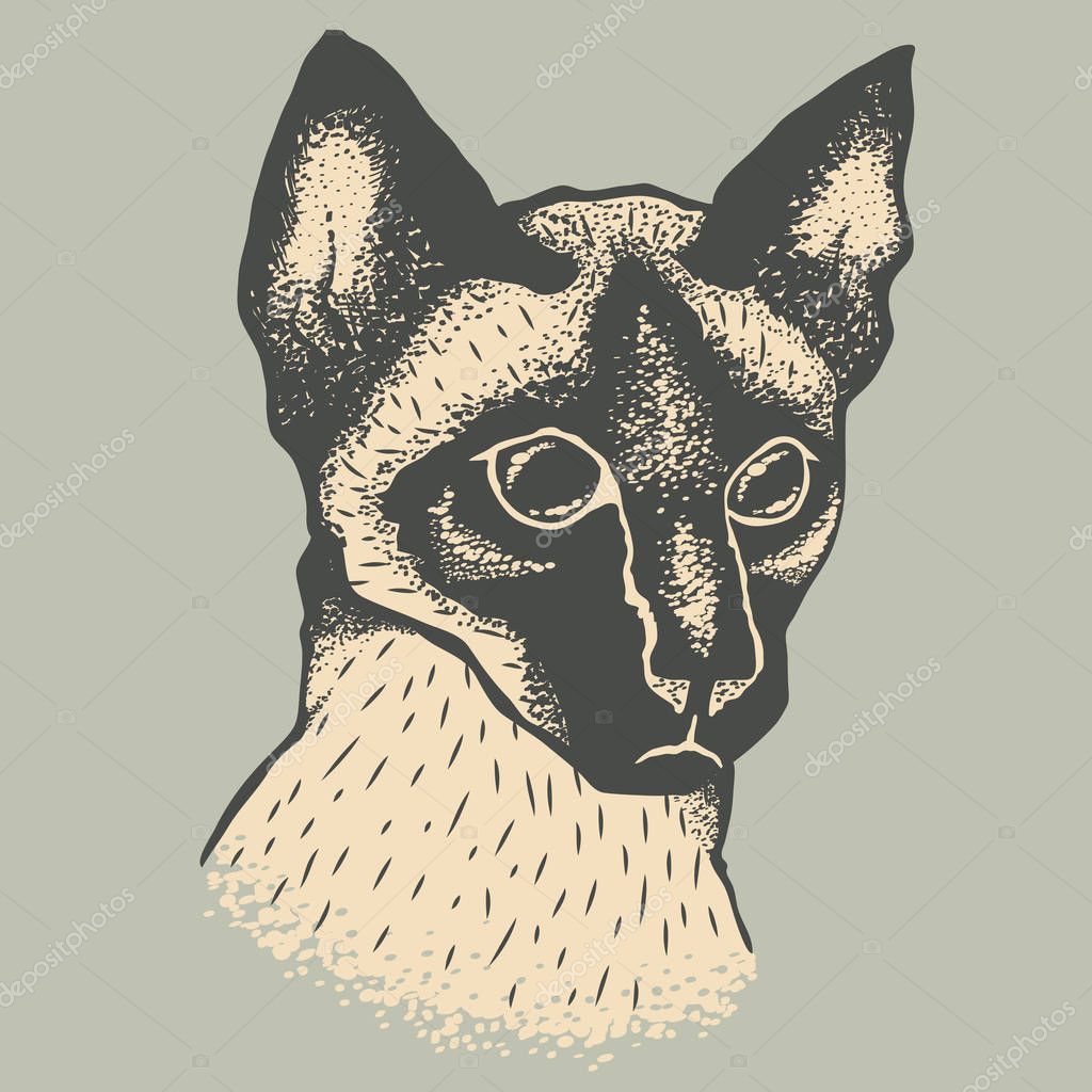 Vector illustration of cute siamese cat