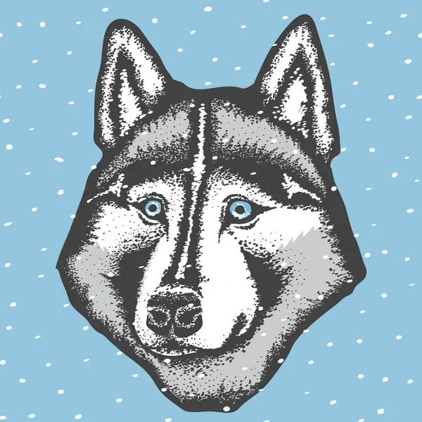 Siberische Husky hond — Stockvector