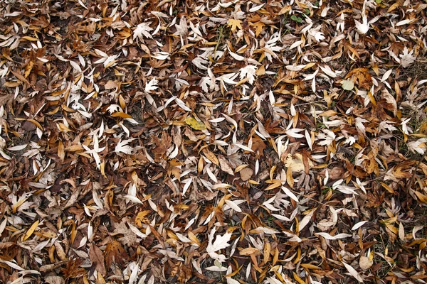 Herbstblätter fallen — Stockfoto