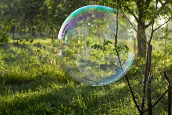 Soap bubble in forest — Stock Photo, Image