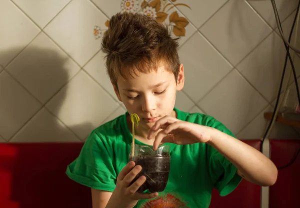 Мальчик с ветрянкой выращивает растение — стоковое фото