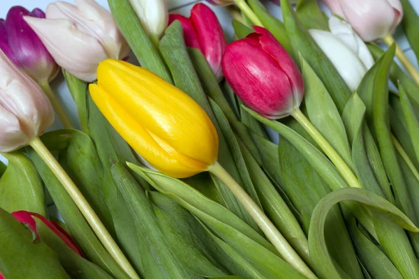 Buquê Tulipas Coloridas Chão Presente Para Dia Mulheres Primavera Tulipas — Fotografia de Stock