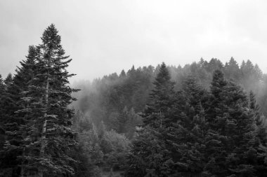 Bir ormandaki sağlıklı yeşil ağaçlar eski Ladin, köknar ve çam. Ladin ağaçlarının iğne yapraklı orman sisin içinde Hill'e güneş doğarken aşağı.