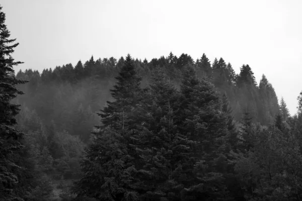 健康的绿树在森林的老云杉 冷杉和松树 日出时 山下的树木在雾中把树木倒在针叶林上 — 图库照片