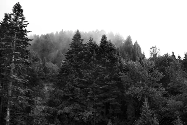 Árvores Verdes Saudáveis Uma Floresta Abeto Velho Abeto Pinheiro Árvores — Fotografia de Stock