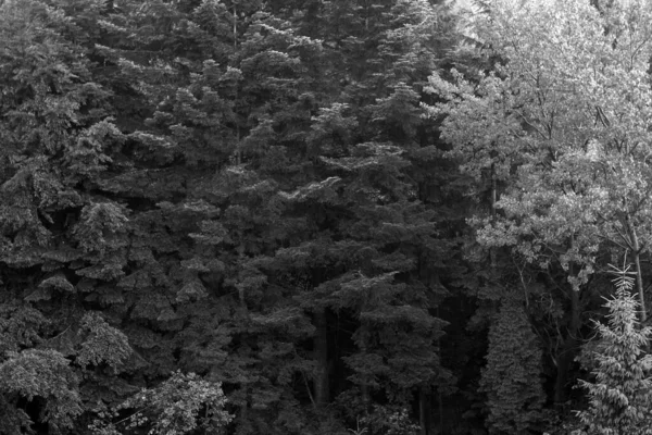 Árvores Verdes Saudáveis Uma Floresta Abeto Velho Abeto Pinheiro Árvores — Fotografia de Stock