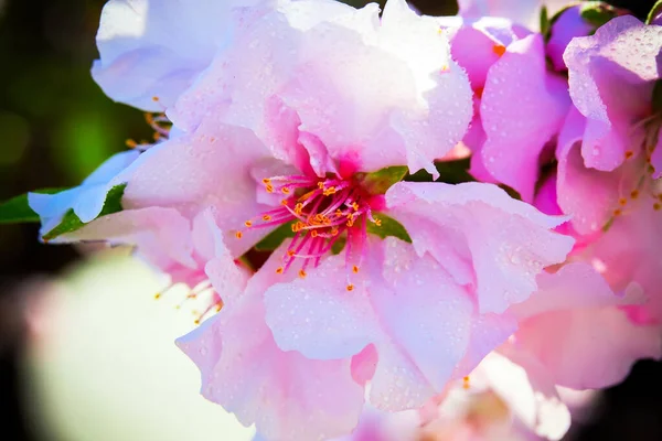 Amandeltak met bloemen. lentebloemen op een tak in de tuin. — Stockfoto