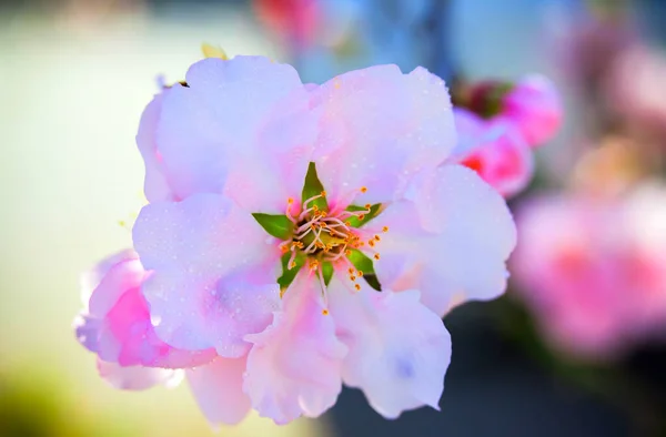 Amandeltak met bloemen. lentebloemen op een tak in de tuin. — Stockfoto