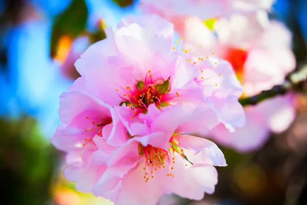 Een tak van een kers. Lente landschap. Close-up. — Stockfoto